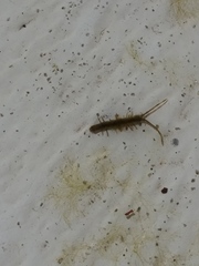 Erichsonella attenuata