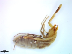 Horribates spinigerus