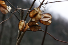 Dioscorea caucasica