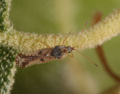Leptopharsa