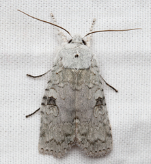 Lithophane viridipallens