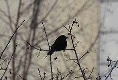 Turdus merula