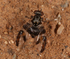 Dyscrasis hendeli