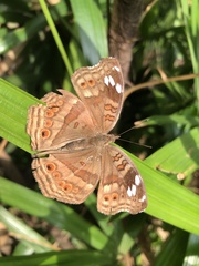 Junonia natalica