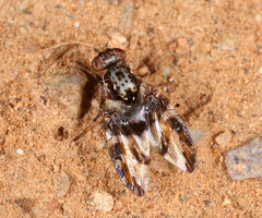 Dyscrasis hendeli
