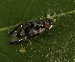 Dyscrasis hendeli