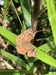 Junonia natalica