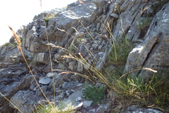Festuca burnatii