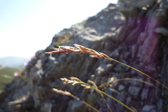 Festuca burnatii