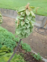 Veltheimia