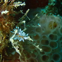 Amphorina linensis