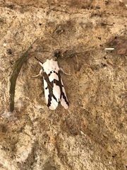 Euerythra phasma