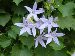 Campanula fenestrellata