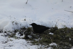 Turdus merula