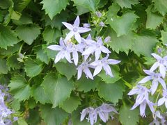 Campanula fenestrellata