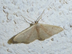 Idaea distinctaria