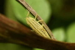 Cicadula quadrinotata