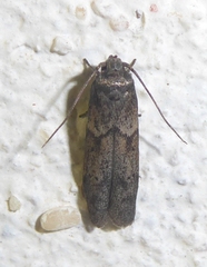 Blastobasis phycidella