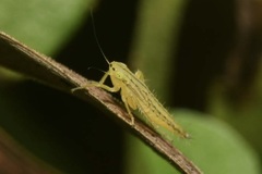 Cicadula quadrinotata