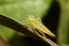 Cicadula quadrinotata