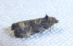 Endothenia gentianaeana
