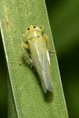 Cicadula quadrinotata