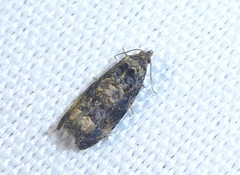 Endothenia gentianaeana