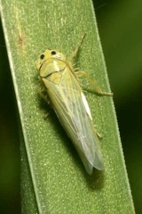 Cicadula quadrinotata