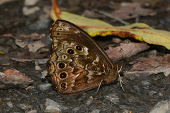 Pseudomaniola gerlinda