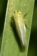 Cicadula quadrinotata