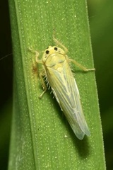 Cicadula quadrinotata