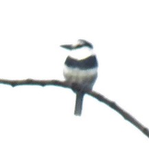 Notharchus hyperrhynchus image