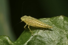 Cicadula quadrinotata