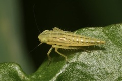 Cicadula quadrinotata
