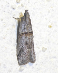 Acrobasis bithynella