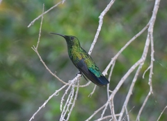 Eulampis holosericeus