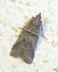 Acrobasis bithynella