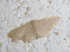 Idaea distinctaria