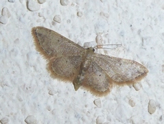Idaea efflorata