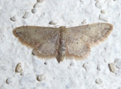 Idaea efflorata