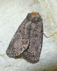 Caradrina germainii