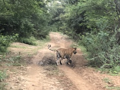 Panthera tigris tigris