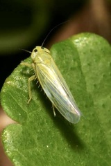 Cicadula quadrinotata