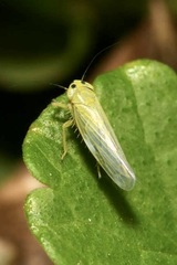 Cicadula quadrinotata