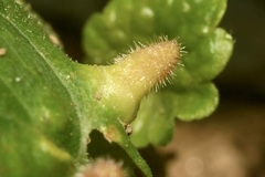 Rondaniola bursaria