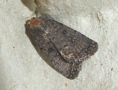 Caradrina germainii