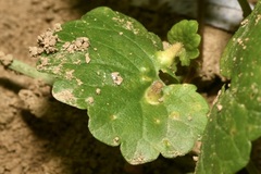 Rondaniola bursaria