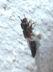 Bledius gallicus