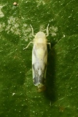 Eupteryx vittata