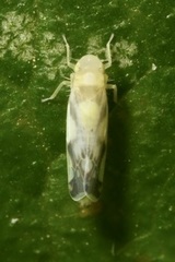 Eupteryx vittata